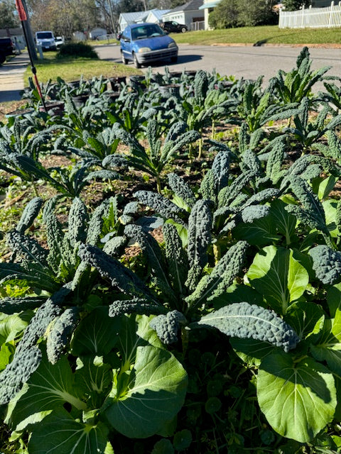 $40 Bag of Seasonal Produce
