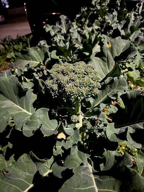 $40 Bag of Seasonal Produce