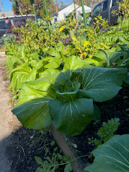 $40 Bag of Seasonal Produce